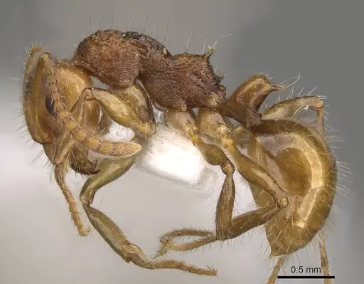 Pseudonotoncus hirsutus specimen CASENT0281490 image casent0281490_3