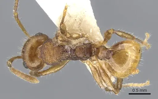 Pseudonotoncus hirsutus specimen CASENT0903252 image casent0903252_1