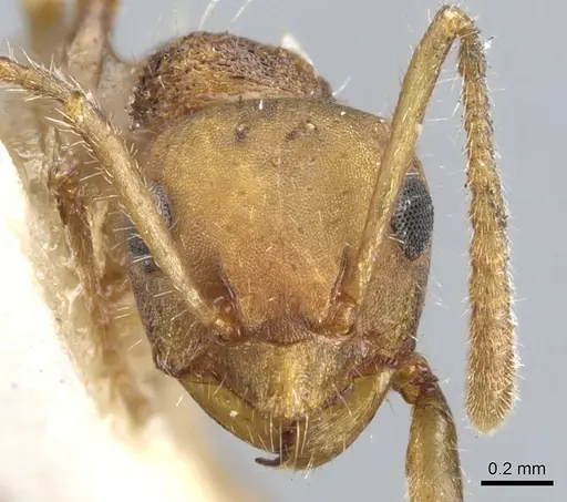Pseudonotoncus hirsutus specimen CASENT0903252 image casent0903252_2