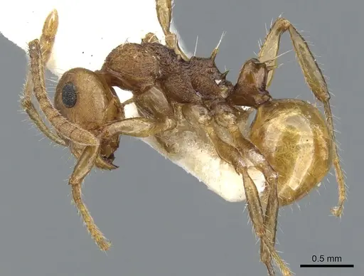 Pseudonotoncus hirsutus specimen CASENT0903252 image casent0903252_3