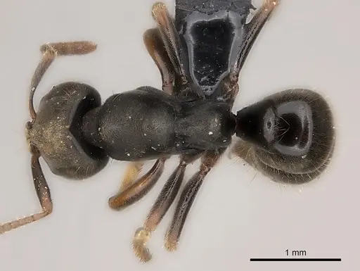 Pseudoponera cognata specimen CASENT0008155 image casent0008155_1