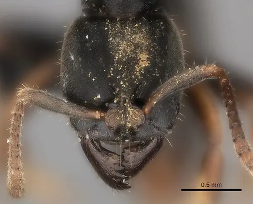 Pseudoponera cognata specimen CASENT0008155 image casent0008155_2