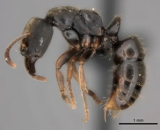 Pseudoponera cognata specimen CASENT0008155 image casent0008155_3