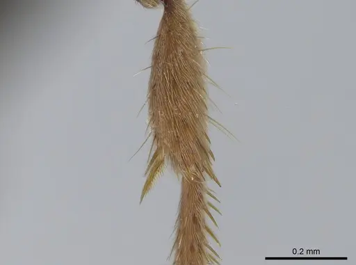 Pseudoponera cognata specimen CASENT0008155 image casent0008155_4