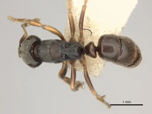 Pseudoponera cognata specimen CASENT0217553 image casent0217553_1