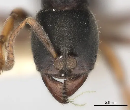 Pseudoponera cognata specimen CASENT0217553 image casent0217553_2