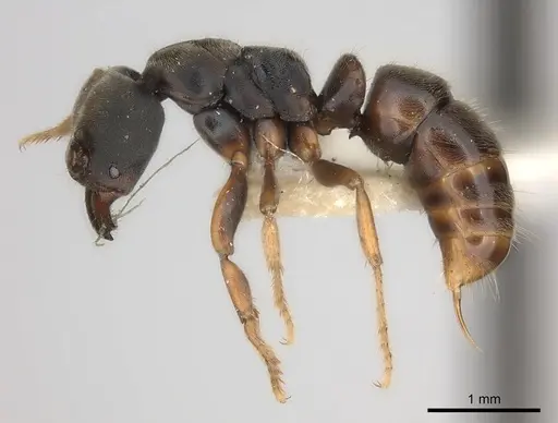 Pseudoponera cognata specimen CASENT0217553 image casent0217553_3