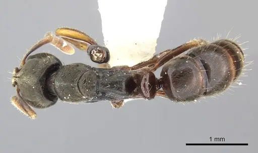 Pseudoponera cognata specimen CASENT0249135 image casent0249135_1