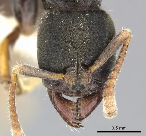Pseudoponera cognata specimen CASENT0249135 image casent0249135_2