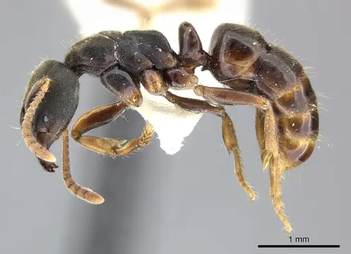 Pseudoponera cognata specimen CASENT0249135 image casent0249135_3