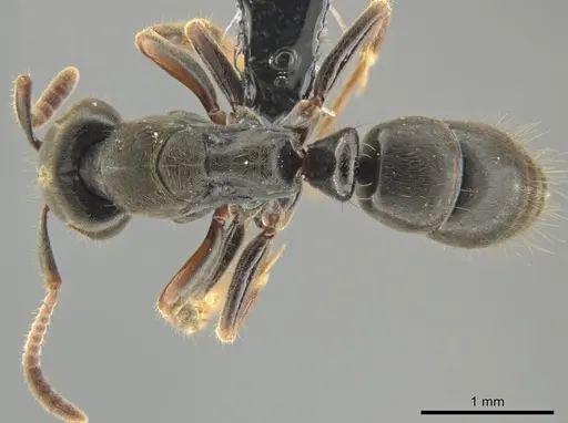 Pseudoponera cognata specimen CASENT0649092 image casent0649092_1