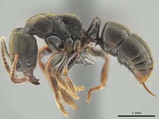 Pseudoponera cognata specimen CASENT0649092 image casent0649092_3