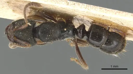 Pseudoponera cognata specimen CASENT0903943 image casent0903943_1
