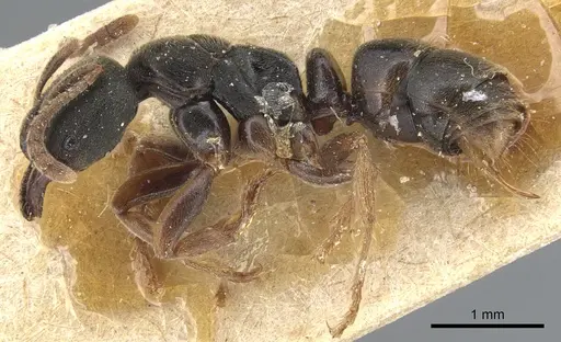 Pseudoponera cognata specimen CASENT0903943 image casent0903943_3
