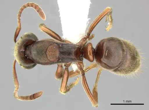 Pseudoponera gilloglyi specimen CASENT0249145 image casent0249145_1