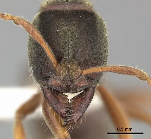Pseudoponera gilloglyi specimen CASENT0249145 image casent0249145_2