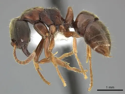 Pseudoponera gilloglyi specimen CASENT0249145 image casent0249145_3