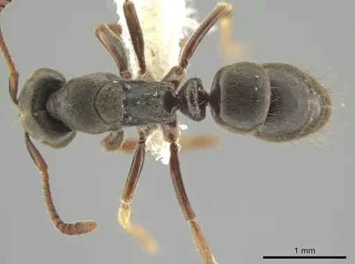 Pseudoponera gilloglyi specimen CASENT0648531 image casent0648531_1
