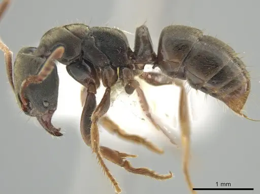 Pseudoponera gilloglyi specimen CASENT0648531 image casent0648531_3