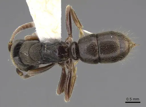 Pseudoponera gilloglyi specimen CASENT0923101 image casent0923101_1