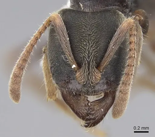 Pseudoponera gilloglyi specimen CASENT0923101 image casent0923101_2