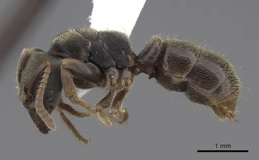 Pseudoponera gilloglyi specimen CASENT0923101 image casent0923101_3
