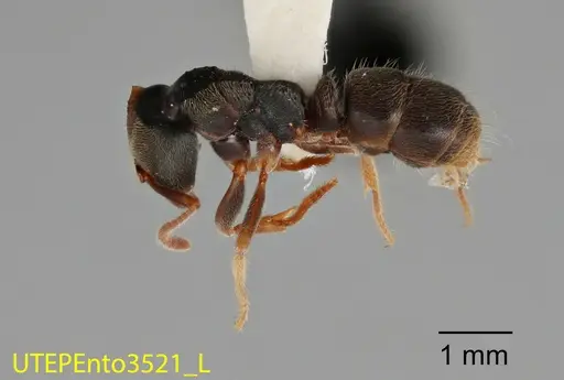 Pseudoponera gilloglyi specimen UTEPENTO3521 image utepento3521_1
