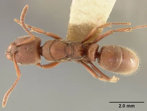 Rasopone breviscapa specimen USNMENT01125079 image usnment01125079_1