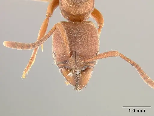 Rasopone breviscapa specimen USNMENT01125079 image usnment01125079_2