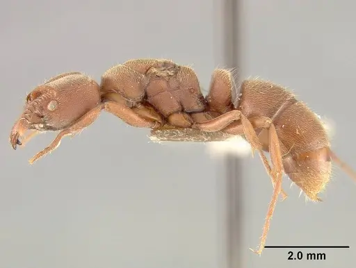 Rasopone breviscapa specimen USNMENT01125079 image usnment01125079_3
