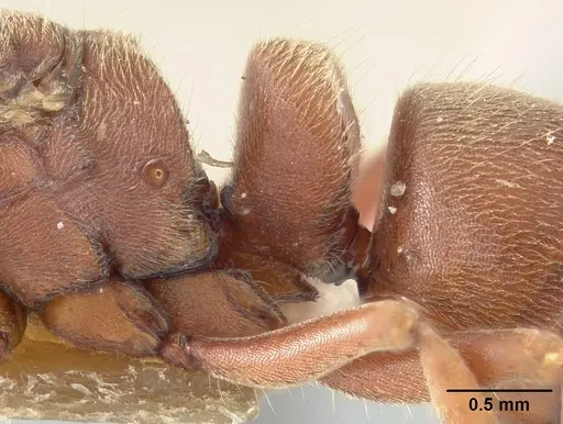 Rasopone breviscapa specimen USNMENT01125079 image usnment01125079_4