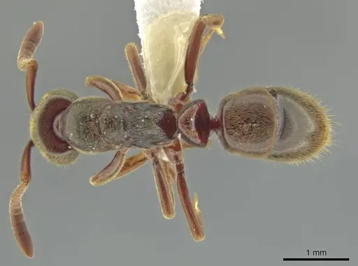 Rasopone costaricensis specimen CASENT0635809 image casent0635809_1