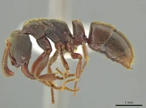 Rasopone costaricensis specimen CASENT0635809 image casent0635809_3