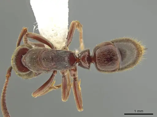 Rasopone costaricensis specimen INB0003223929 image inb0003223929_1