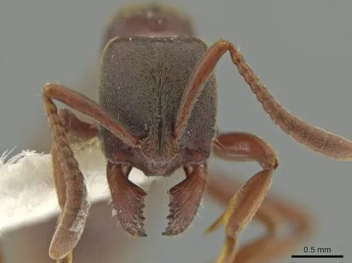 Rasopone costaricensis specimen INB0003223929 image inb0003223929_2