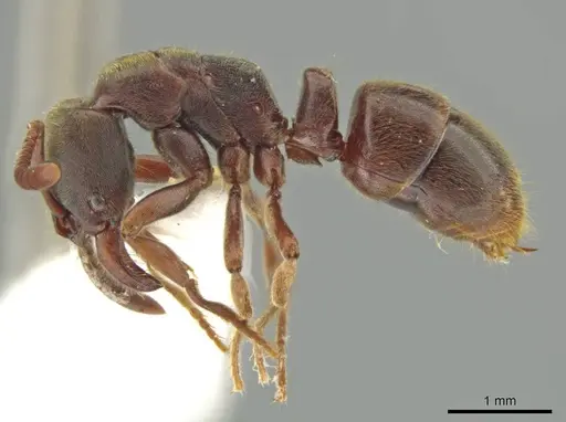 Rasopone costaricensis specimen INB0003223929 image inb0003223929_3