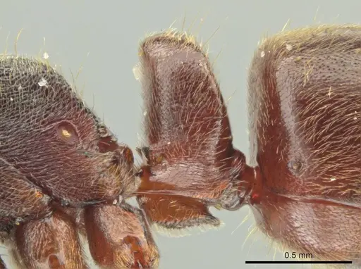 Rasopone costaricensis specimen INB0003223929 image inb0003223929_4