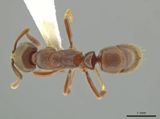 Rasopone costaricensis specimen INB0003659307 image inb0003659307_1