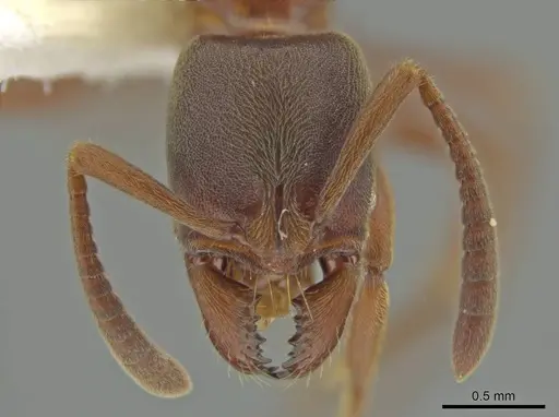 Rasopone costaricensis specimen INB0003659307 image inb0003659307_2