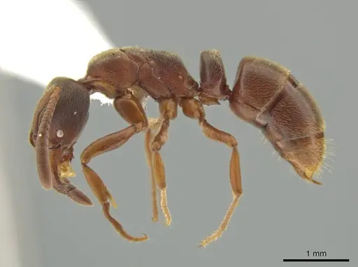 Rasopone costaricensis specimen INB0003659307 image inb0003659307_3