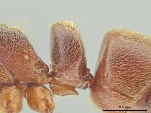Rasopone costaricensis specimen INB0003659307 image inb0003659307_4
