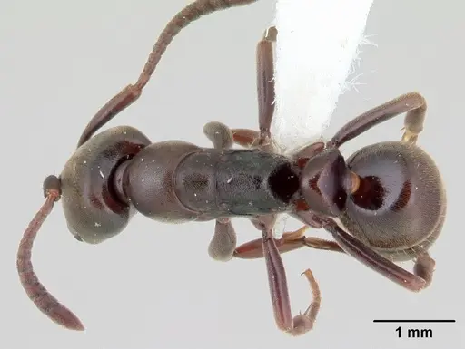 Rasopone costaricensis specimen INB0003659311 image inb0003659311_1