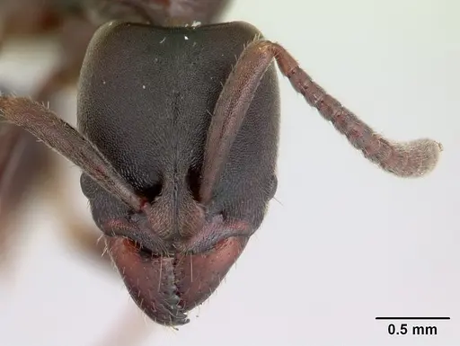 Rasopone costaricensis specimen INB0003659311 image inb0003659311_2