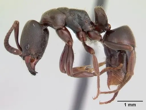 Rasopone costaricensis specimen INB0003659311 image inb0003659311_3