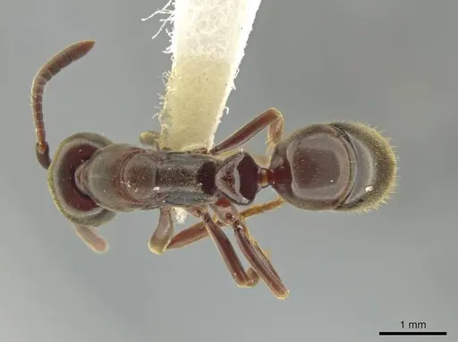 Rasopone costaricensis specimen INB0003659312 image inb0003659312_1
