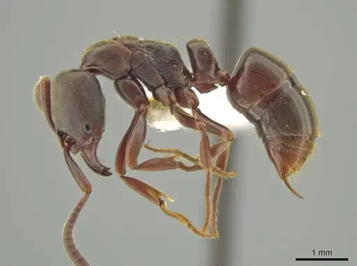 Rasopone costaricensis specimen INB0003659312 image inb0003659312_3
