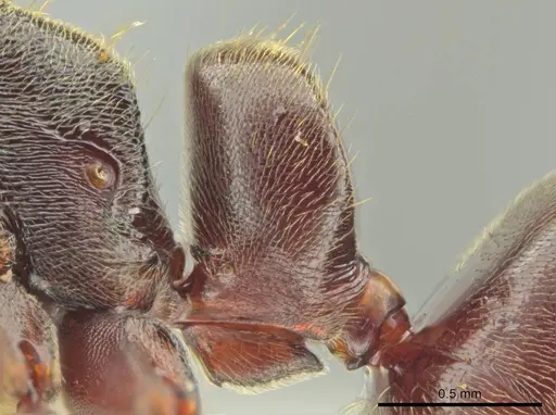 Rasopone costaricensis specimen INB0003659312 image inb0003659312_4