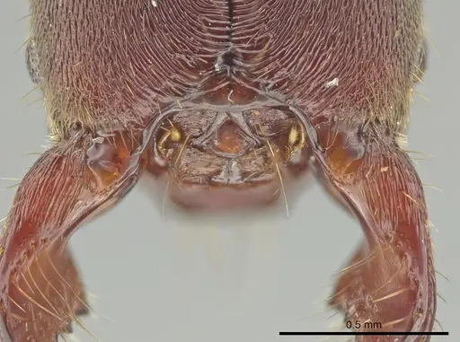 Rasopone costaricensis specimen INB0003664857 image inb0003664857_1
