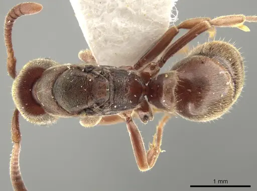 Rasopone costaricensis specimen INBIOCRI001280801 image inbiocri001280801_1