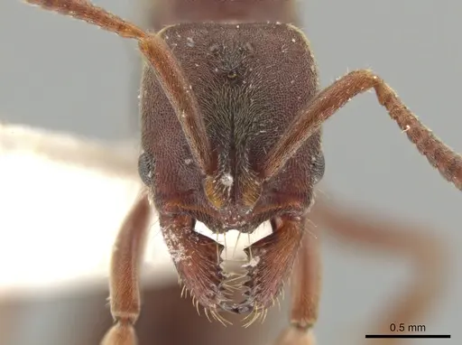 Rasopone costaricensis specimen INBIOCRI001280801 image inbiocri001280801_2